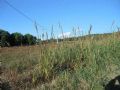 Arundo donaciformis